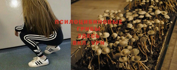 прущие грибы Сафоново
