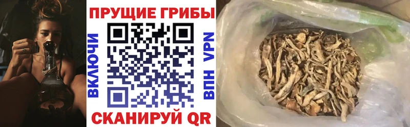 Псилоцибиновые грибы Cubensis  Светлогорск 